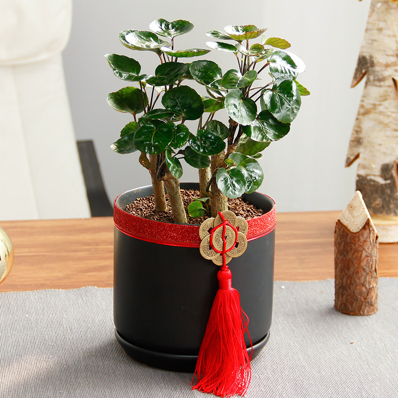 �����й걳�񻢴�÷Ǯ������s216