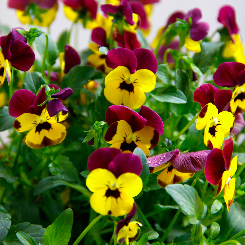 ��������ɫ��������ɫ��