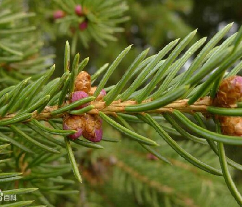 Essential oil of the Siberian cold fir essential oil cloud cedar