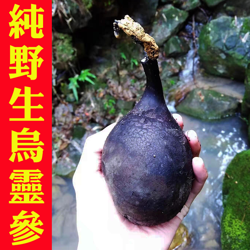 Pure Wild Urring Thunder Zhen Son with Pheasant Eggs Black Handle Carbon Keratlomycete with new stock 50g