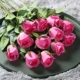 10 розовая красная снежная гора роза
