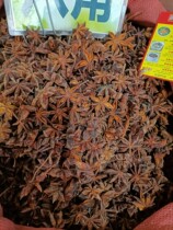 Star Anise Guangxi Yulin Traditional Chinese Medicine Port Fresh and Dry Goods 500g Spices Complete Variety Large Quantity Good Price Hot Selling