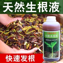 Rice rooting and seedling agent Rice seedlings saplings fruit trees wood transplanting rooting powder seedlings seasonal sweet potato ginger rooting agent