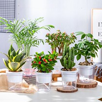 Pot picking indoor living room flowers plate view plate planting indoor balcony Lu planting potted living room is easy to feed Chlorophytum