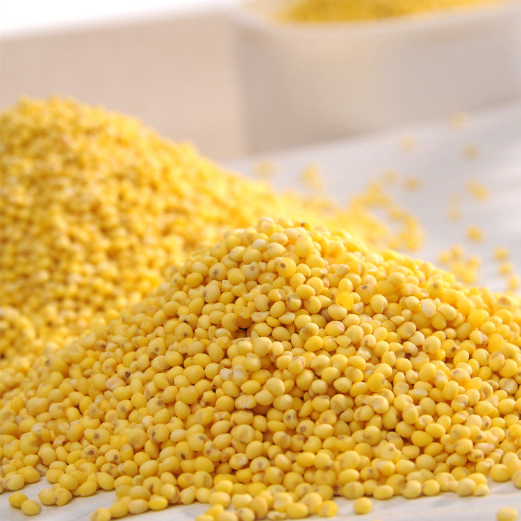 Зернышко пшена. Просо зерно. Просо (panicum miliaceum). Просо саратовское желтое. Просо красное.