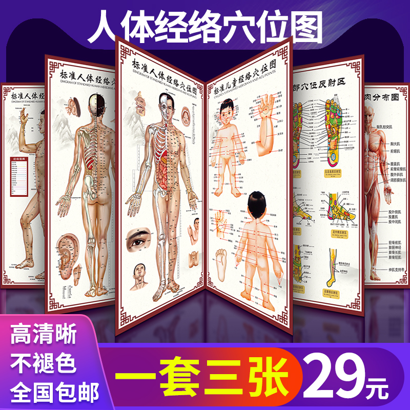 Human body meridian acupoint map Full body HD large wall chart Chinese medicine health acupuncture massage poster Child massage home