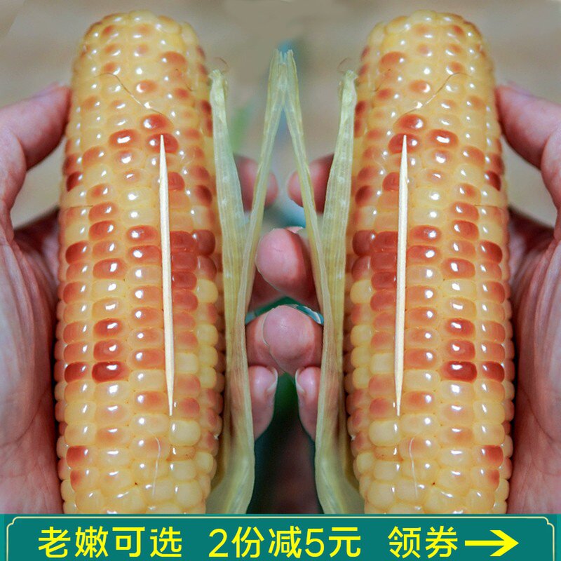 Yunnan sweet sticky corn cob sticky fragrant small corn fresh ready-to-eat vacuum coarse grain meal replacement specialty Xishuangbanna