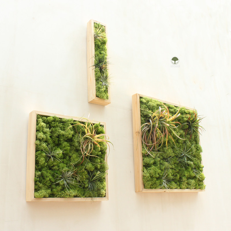 南方绿阁空气凤梨进口永生花苔藓鹿角苔壁挂盆栽成品绿植挂墙包邮 生活服务 鲜花速递 蛋糕配送 园艺花艺 南方绿阁