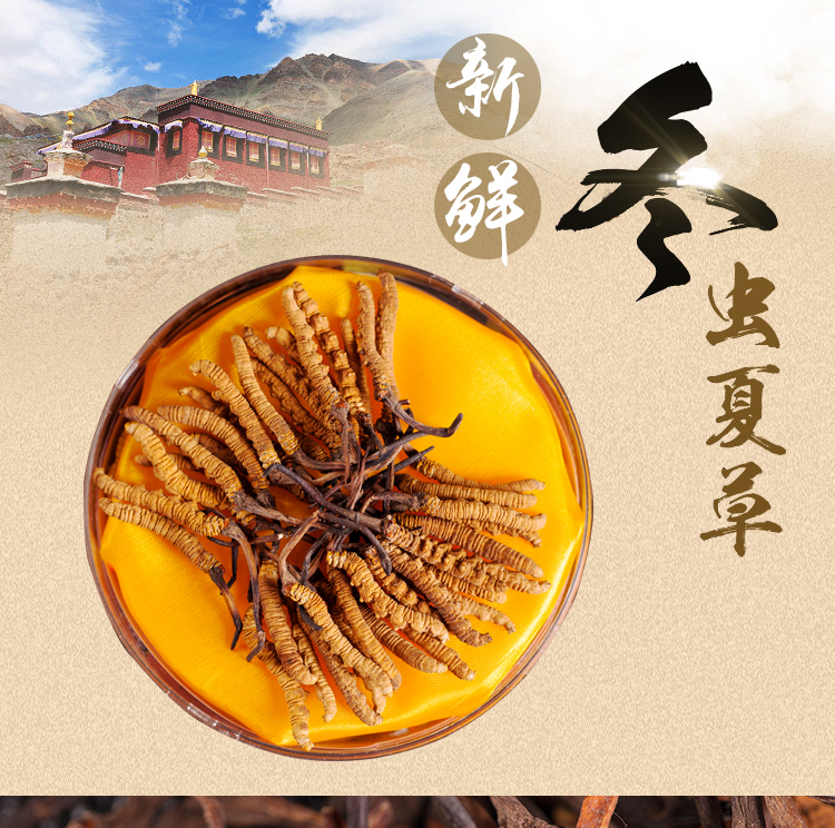 西藏那曲冬虫夏草 2条 图1
