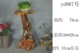 Rễ mới khắc gốc cơ sở gỗ nhiều lớp bonsai khung bể cá khung gỗ rắn gốc ban công trang trí kệ - Các món ăn khao khát gốc bộ bàn ghế gốc cây xá xị