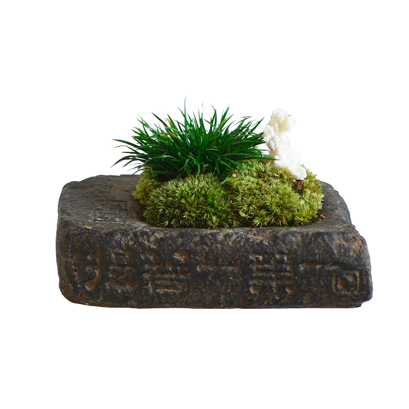 Poly real scene of tea plant flower tea table furnishing articles calamus basin ceramic vase zen imitation of han brick bonsai