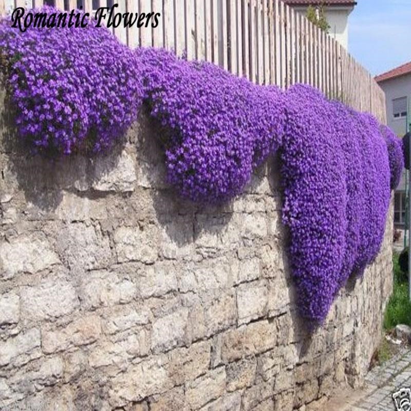 Rock CressAubrieta Cascade Purple Flower Seeds Deer Resist