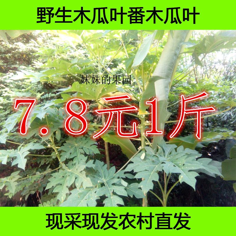 Wild fresh papaya leaf Papaya leaf papaya root Chinese herbal medicine now collected 7 8 yuan a catty
