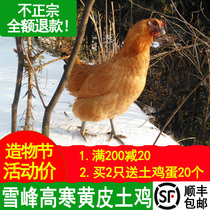 Chicken farm free-range fresh live kill pregnant woman moon chicken Walking chicken grass chicken old hen rooster a rooster