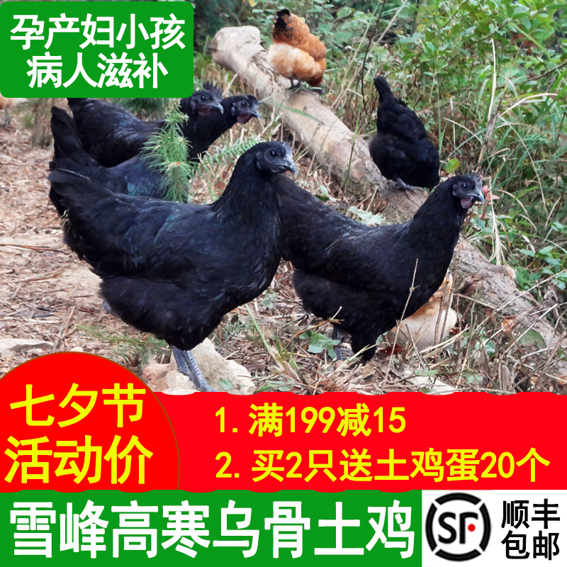 Black chicken freshly killed authentic local chicken farm free-range five black chickens black bone chicken rooster moon chicken Old hen