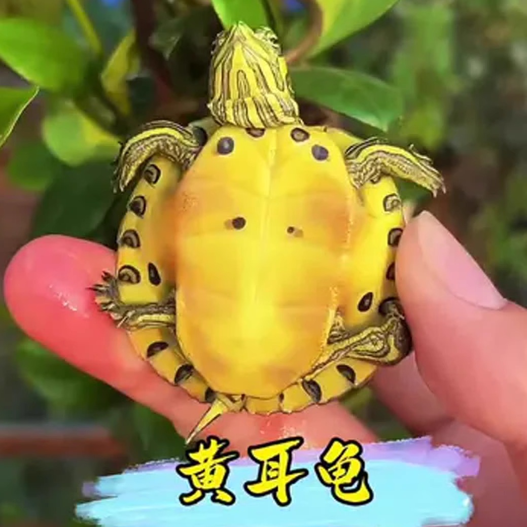 黄耳深水乌龟：神秘水底居民的秘密