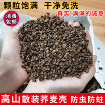 Special class free of washing bulk buckwheat shell 10 kilos of bitter buckwheat leather pillows pillow core padding for cervical and semen cassiae