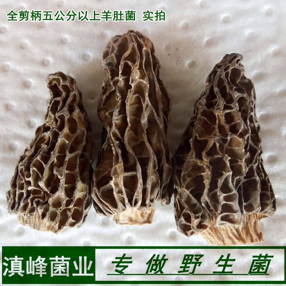 野生羊肚菌特級乾貨全剪柄五公分大雲南香格裏拉土產蘑菇煲湯 野生羊肚菌特級乾貨全剪柄五公分大雲南香格裏拉土產蘑菇煲湯