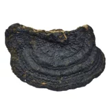 Тонкая деревья -редька тонкая покровная ганодерма lucidum ganoderma lucidum ganoderma lucidum linzhi сухой специальные сухие товары 250 г можно нарезать