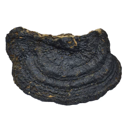 Тонкая деревья -редька тонкая покровная ганодерма lucidum ganoderma lucidum ganoderma lucidum linzhi сухой специальные сухие товары 250 г можно нарезать