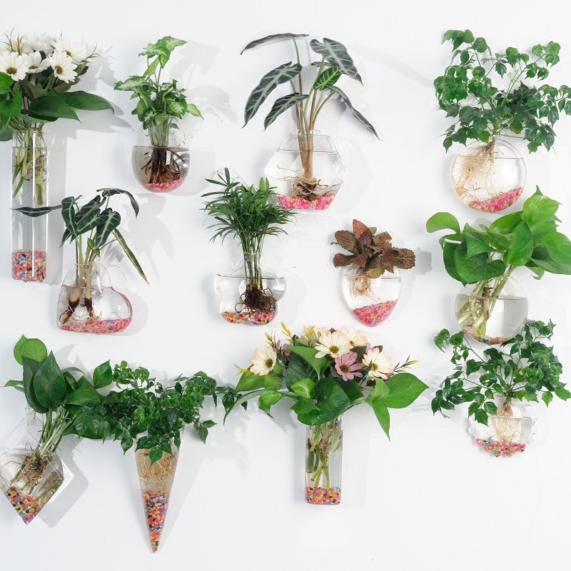 Florware wall-mounted steamed bread vase hydroponic plant Gold Ghoist Lander Flower Ware Creative Glass Transparent Little Fish Tank