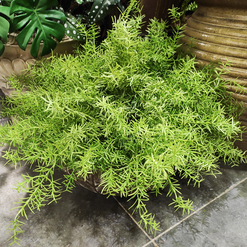 Simulation asparagus single branch small green plant small grass with small grass decoration and finish with a small grass