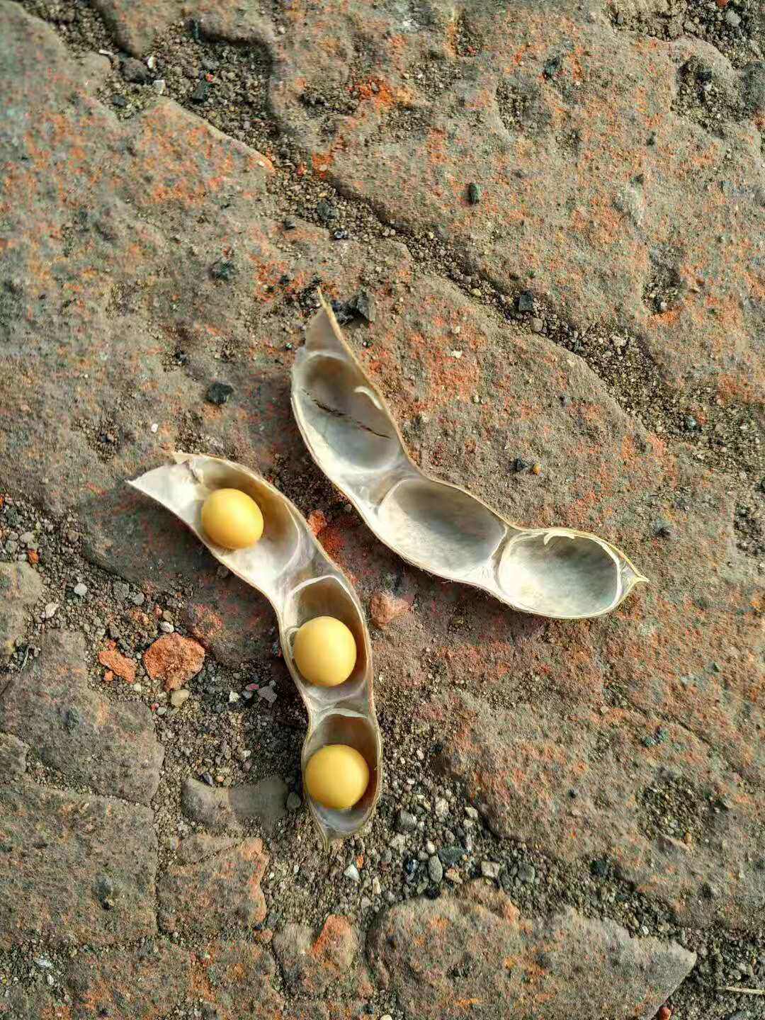 Pudding Mizhuang 2022 Soybean farmer yellow soybean buds bean bean 500g