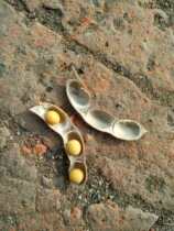 Pudding Rice Village 2021 New Northeast Soybean Farmhouse Soybean Sprouts Hit Soy Milk 500g