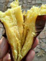 Delicious sweet potato sweet potato 2021 northeast farm self-planting 9 5kg