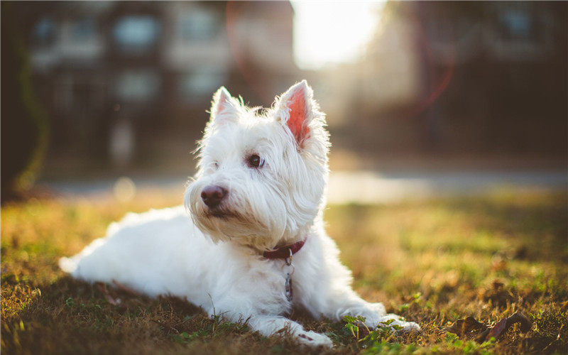 狗狗這八個能力 讓人感覺到不可思議 淘寶海外 狗狗這八個能力 讓人感覺到不可思議 淘寶海外
