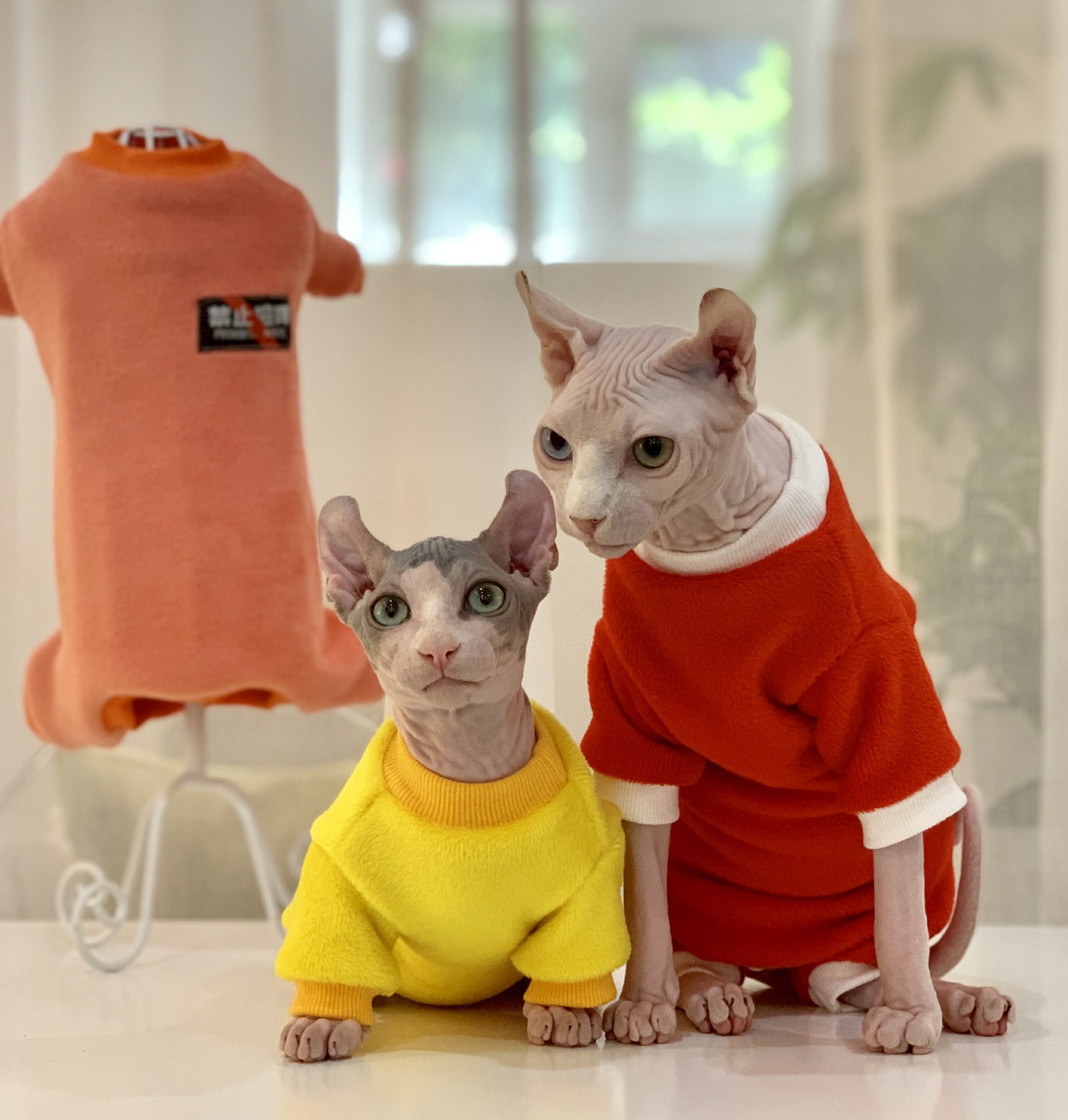 Spincks No Mao cat clothes thick winter plus suede thickened warm four-legged protective belly cut clear cabin special price-Taobao