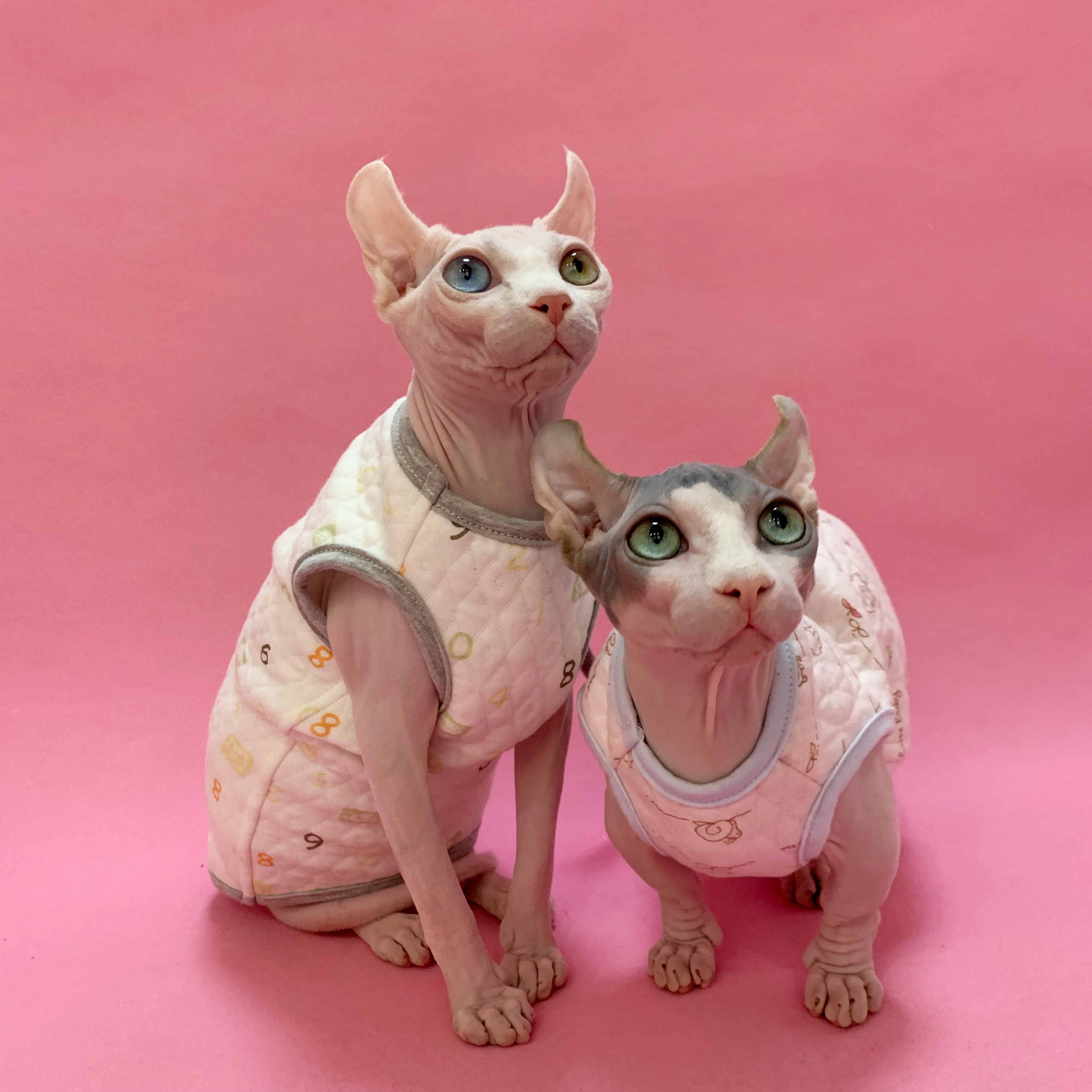 Sphinx hairless cat cotton belly vest comfortable winter thickened padded bottom warm hairless cat clothes