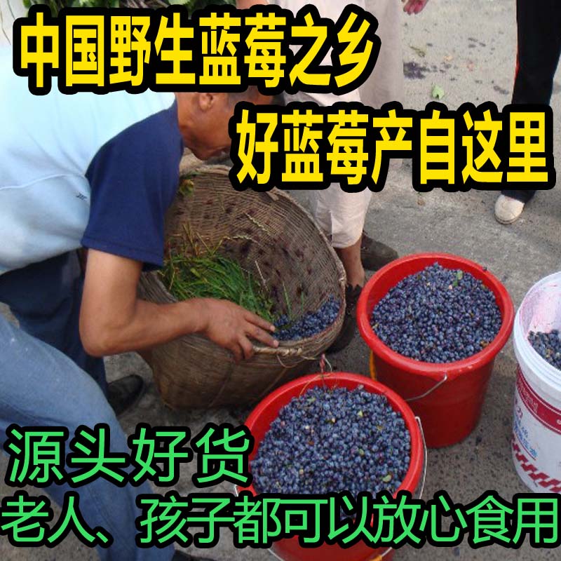 Blueberry Dry Heilongjiang Tergrade No Additive Blueberry Fruit Dry Wild Northeast Specie Blueberry Original Taste Blueberry 500g