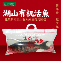 Shen Yes baby Suichang Wuxi River organic silver silver carp and bighead carp fat head Fish 5kg live fish only issued Jiangsu Zhejiang and Shanghai