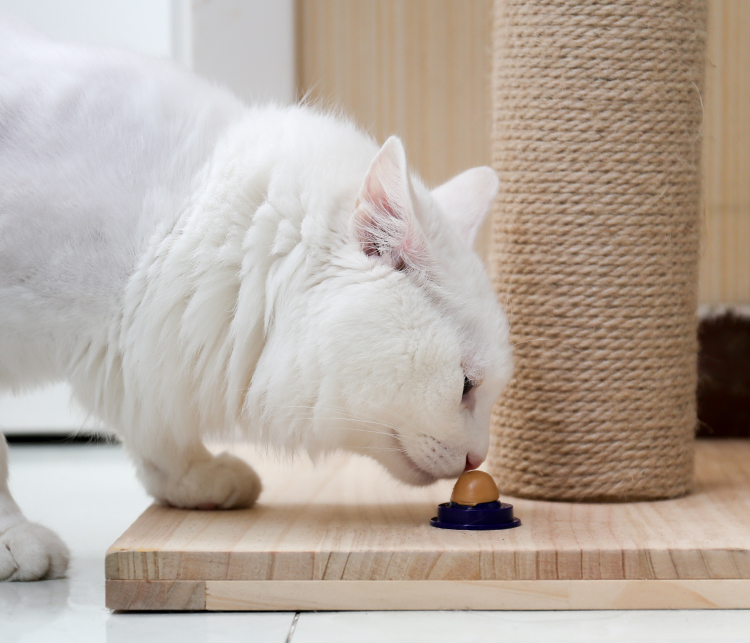 Đường mèo đỏ Le viên thuốc bổ sung mạnh mẽ catsrang