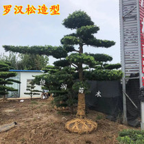 Podocarpus shaped tree large courtyard villa project greening ground planting potted fine seedlings welcoming pine evergreen all year round