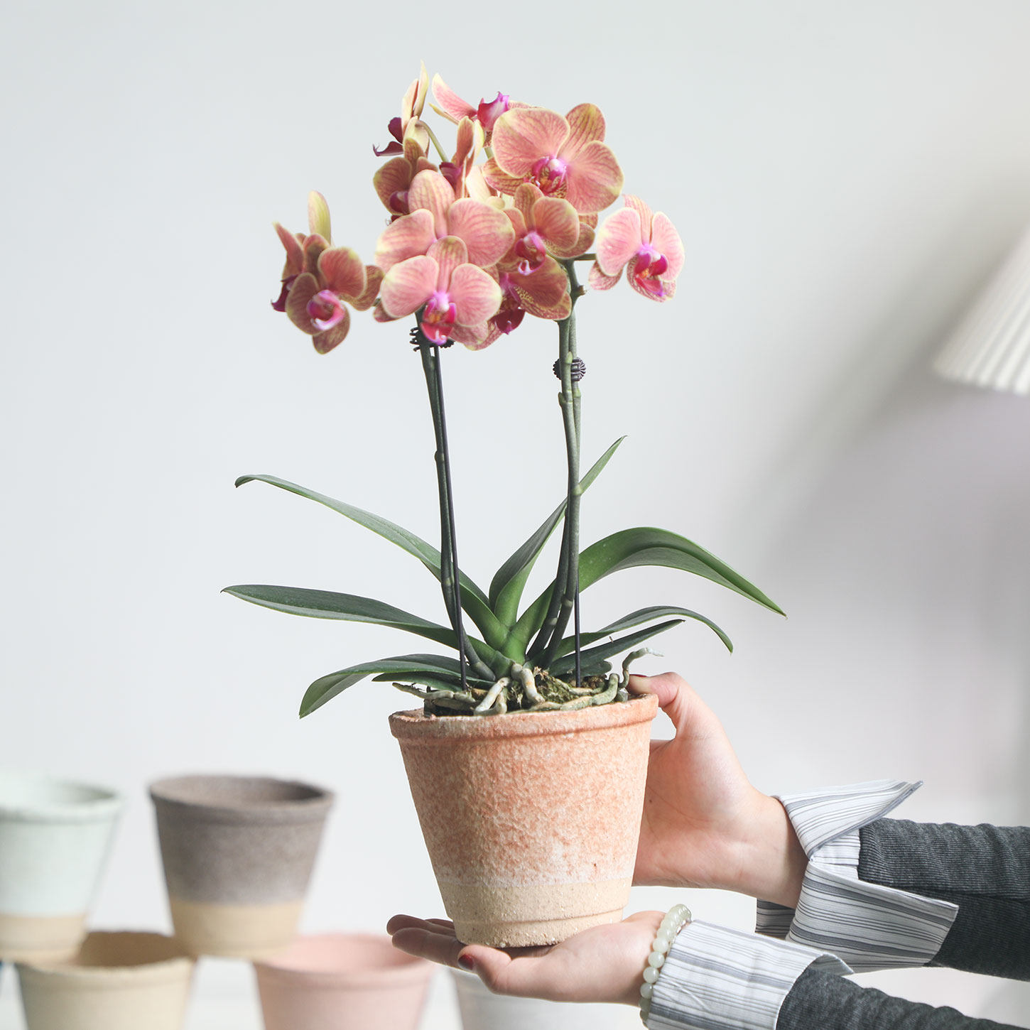 Wabi-Sabi Style Retro Clay Flower Pot for Phalaenopsis Orchids, Water-Absorbing and Breathable Pot for Guesthouses, Small Coarse Soil for Succulent Cultivation