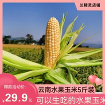 Chen Summers Yunnan Fruit corn Fresh raw to eat sweet corn Corn Corn and Corn Corncob