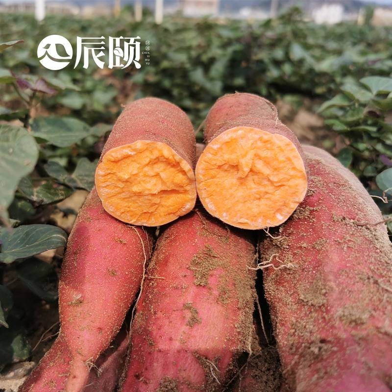 Chen Summer's Fujian Six Aocha Sandy Red Hearts Honey Potato Farmers Self-Planted sweet potato 5 catty Vegetables Ground Melon Roasted Sweet Potato