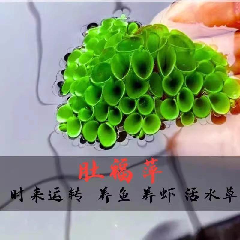 肚兜萍浮萍真的能净化水质吗?适合龟缸懒人水养吗?_游戏推荐_淘宝游戏网