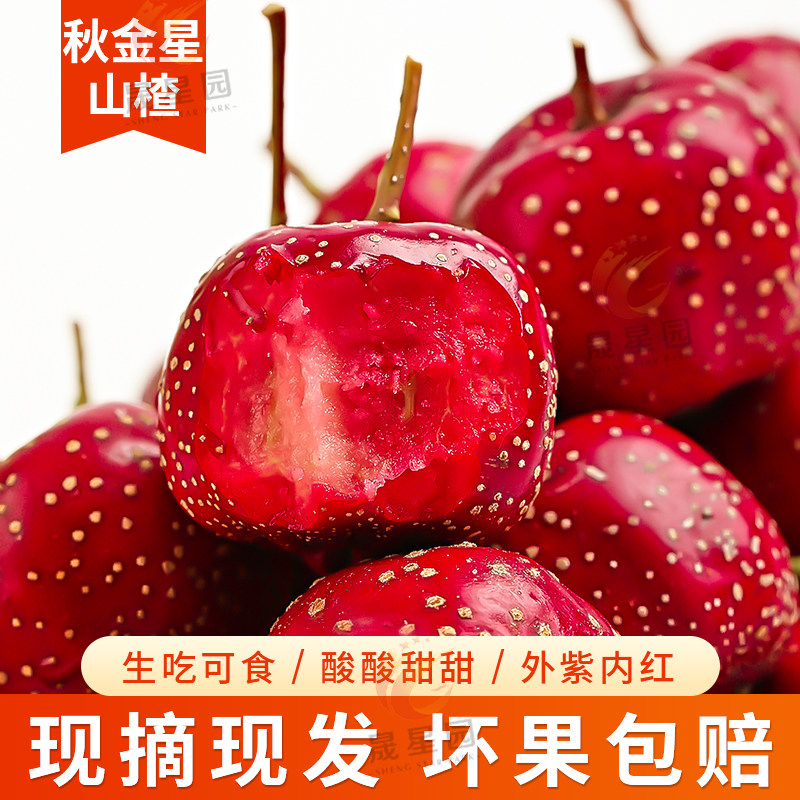 揭秘夜空中最亮的星：为什么是金星而不是北极星
