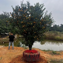 Extra large orange tree courtyard citrus sugar orange tangerine navel orange grapefruit large sapling that bears fruit in the potted ground
