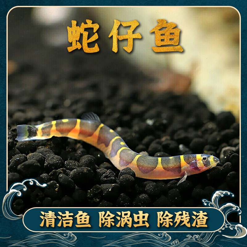 Snake larvae coolie loach cleans up the residue bottom tropical ornamental fish good to raise freshwater scavenger small lamp family