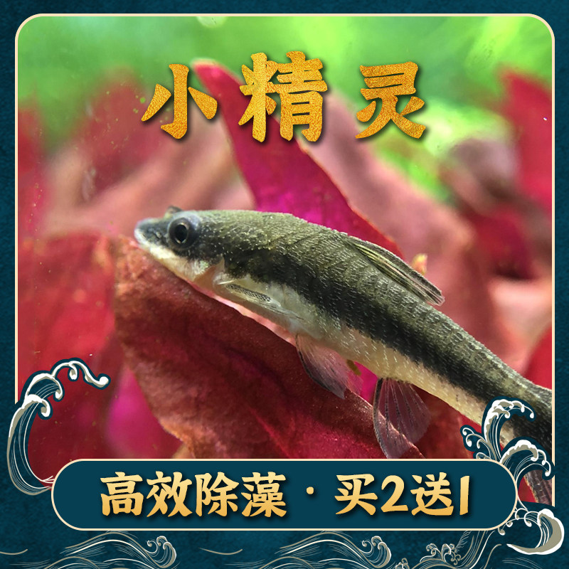 Dealgae tool fish elf boutique monkey fly fox cylinder cleaning energy small living algae moss