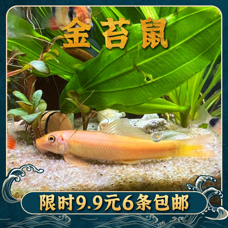 Golden moss rat scavenger prickly ash rat fish boutique rat pearl rat benthic cleaners cleaning tool to remove algae and eat residue