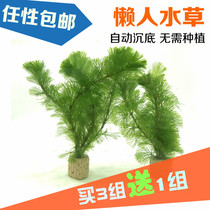 Water banyan Lazy water plant fish tank Living real water plant aquarium Decoration landscaping package Green chrysanthemum centipede grass Gold fish algae