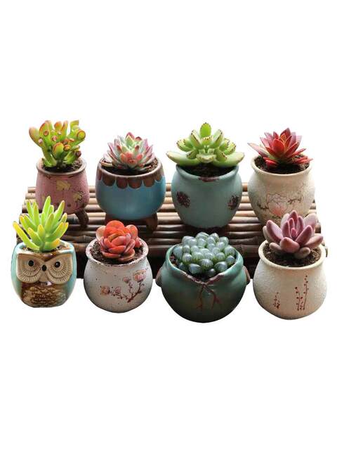 Succulent Flower Pots Ceramic Clearance Simple Indoor Clearance Sale Special Price Home Succulent Plants Creative Thumb-Sized Small Flower Pots