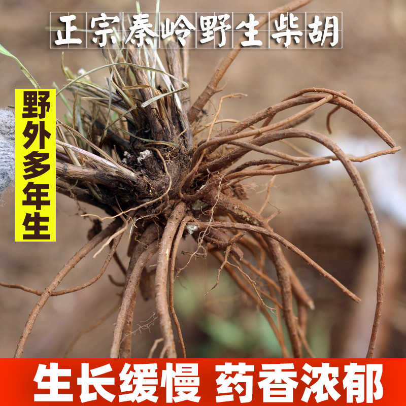 Wild Bupleurum North Bupleurum Root Qinling Xiao Chaihu Root Chinese Herbal Medicine 500g