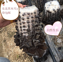 Northeast black fungus fungus hand-selected small ear bubble hair thick meat taste crispy premium autumn fungus