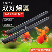 Jiyin DFS-JY Goldfish Lanshou special fish tank Led light bursts green algae and moss to add color and color full spectrum waterproof